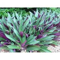 ราคา ต้นกาบหอยแครงแบบมีรากพร้อมปลูกลงดินปลูกง่ายติดเร็วต้นละ10 (11126302577)