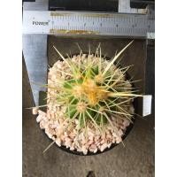 ราคา ถังทอง หนามยาว แคคตัส (3245284553)