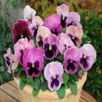 ราคา 100 เมล็ด ดอกหน้าแมว สายพันธุ์นอก ดอกไม้ฝรั่งเศส ดอกแพนซี่ Pansy Seeds สายพันธุ์ Mangfali (26442831571)
