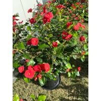 ราคา โป๊ยเซียนไร้หนาม ดอกสีแดง ต้นใหญ่ พุ่มสวย ออกดอกตลอดปี ไม้แดด ในกระถาง 10นิ้ว (41357388660)