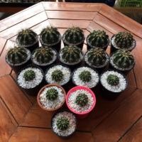 ราคา กระบองเพชร แคคตัส (Cactus) Melo cactus เมโลครับผม (3604844065)