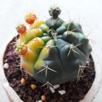 ราคา ยิมโน แดมซิไอด่าง (ลูกชุบ) gymnocalycium damsii variegata (5603303076)