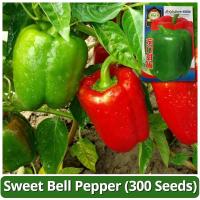 ราคา เมล็ดพริกหวาน เมล็ดพันธุ์ พริกหยวก บรรจุ 300 เมล็ด เมล็ดพริกหยวก ผักออร์แกนิก เมล็ดพันธุ์ผัก พันธุ์ผัก เมล็ดพันธุ์พืช (27174042236)