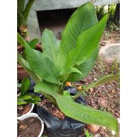 ราคา ต้นเศรษฐีรวยทรัพย์ ต้นไม้มงคล(Philodendron Rojo Congo) (23876921052)