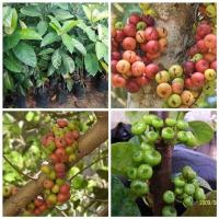 ราคา ต้นมะเดื่ออุทุมพร หรือ มะเดื่อชุมพร (Cluster fig) ลำต้นสูง 50-60 ซม (8021587053)