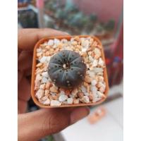 ราคา กระบองเพชร เฟรเรีย คัสตาเนีย (Frailea Castanea) (8785209021)