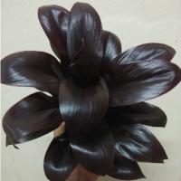 ราคา หมากผู้หมากเมีย/เทียนทัด/เทียนมหาลาภ/หางหงส์/ไม้มงคล/ไม้ฟอกอากาศ (23711054244)