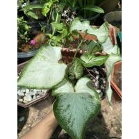 ราคา บอนสีกวนอิมส่งพร้อมกระถาง (13522373720)