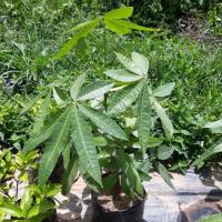 ราคา ต้นศุภโชคไม้มงคลโขดสวย (6436973748)