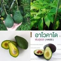 ราคา ต้นอะโวคาโด้ พันธุ์แฮส ราคา 149 บาท เสียบยอด สูง 50-70 เซนติเมตร รสชาติอร่อยมาก ติดผลไวใน 1-2 ปี (7736965886)