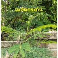 ราคา เมล็ดพันธุ์กระถิน 20 บาท 500เมล็ด กระถินบ้าน (ยอดหม่น กระถินกินยอด) (6661844941)