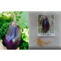 ราคา เมล็ดพันธุ์ มะเขือยักษ์ มะเขือม่วง มะเขือม่วงยักษ์ / ชุดละ 30 เม็ด (13280829692)