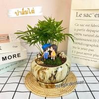 ราคา สวนถาดไม้มงคล ปาล์มไผ่แคระ (28767454760)