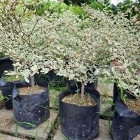 ราคา แผ่บารมีด่างแคระ หูกระจงด่างชมพู (ต้นใหญ่) ไม้ด่างใบสวย (25582363061)