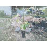 ราคา ต้นลูกเม่าหรือหมากเม่าเสียบยอด (6377738624)