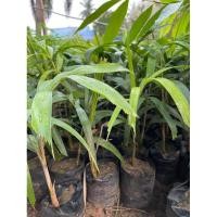 ราคา ต้นปาล์มหางกระรอก ต้นปาล์มฟอกเทล ขนาด 30 เซน ไม้ประดับ สวน (9554554472)