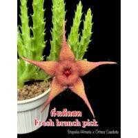 ราคา เก๋งจีน Stapelia Hirsuta x Orbea Caudata *กิ่งเด็ดสด* แคคตัส ไม้อวบน้ำ Cactus and Succulent (25979704224)