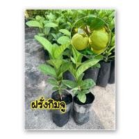 ราคา ฝรั่งกิมจู(3ต้น)/ฝรั่งกิมจูเนื้อขาว/เพาะเมล็ด/รสชาติหวาน,กรอบ,อร่อย (สินค้าพร้อมส่ง) (10886013482)