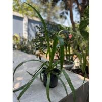 ราคา ต้นจันผา เพาะเมล็ด ไม้มงคล (29527702952)