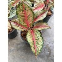 ราคา อโกลนิมา สิบกะรัต ไม้มงคล (3095459511)