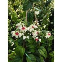 ราคา มังกรคาบแก้ว.Bleeding heart ไม้เลื้อย (26774301808)