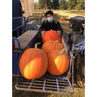 ราคา เมล็ดพันธุ์ ฟักทองยักษ์ Big Max 10 เมล็ด (3877897291)