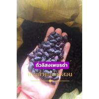 ราคา เมล็ดพันธุ์ถั่วลิสงเพชรดำ (ดิบแห้ง) ปลูกได้ งอกได้ดี98% ใช้ทำอาหารได้ปลอดภัยจากสารเคมี (28185417797)