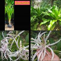 ราคา (1ต้น) ต้น ดอก ต้นพลับพลึง ต้นพลับพลึงยักษ์ พลับพลึง ยักษ์ สี ขาว Tinutda (20436275382)