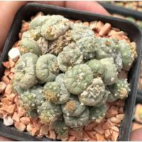 ราคา ⚫️ของหายากค่าาRARE PLANT MONTROSE SKIN OF LOPHOPHORA⚫️ Lophophora Fricii Montrose Cristata (3300455913)