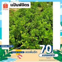 ราคา ต้นมะนาวแป้นพิจิตร ต้นมะนาว มะนาวแป้น ต้นอ่อนมะนาว (9268859514)