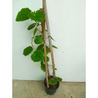 ราคา ต้นสร้อยอินทนิล ต้นเล็ก ต้นไม้เลื้อย รากเดินแล้ว กระถาง 5 นิ้ว พร้อมปลูก ต้นไม้วินเทจ (9675578401)