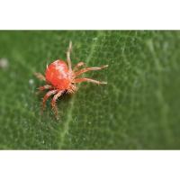 ราคา เจียไต๋ ไลเจอร์ส ขนาด 1 ลิตร ไพริดาเบน 13.5% EC กำจัดไรศัตรูพืชทุกชนิด ยาเย็น (49650122992)