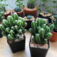 ราคา คอนโดนางฟ้า แคคตัส กระบองเพชร (7036186312)