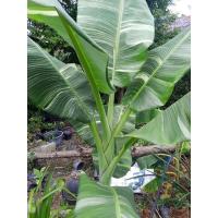 ราคา หน่อกล้วยตานีด่างขุดสด (29210269425)