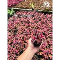 ราคา ต้นเพชรพลอยถุง 2 นิ้ว แดงชาลี มณีล้อมเพชร ต้นไม้คลุมดิน สีแดง ใบสวยชอบแดด จัดสวน แต่งบ้าน (29711401598)