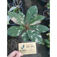 ราคา ต้นลีลาวดีด่าง 950 บาท (3990049648)