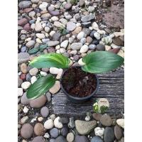 ราคา มาใหม่ - รวยล้นฟ้าด่างเหลือง (10826367885)