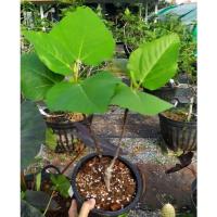 ราคา ต้นมะเดื่อฝรั่งพานาซี ในกระถาง8นิ้ว เริ่มออกผล ตามรูปตรงปก (13257034359)