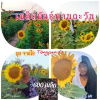 ราคา เมล็ดพันธุ์ทานตะวัน 600เมล็ด ดอกใหญ่สวยงาม ปลูกประดับตามงานต่างๆ ทนแล้งให้ผลผลิตสูง (5919317915)