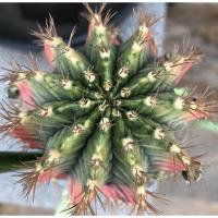 ราคา หน่อยิมโน Gymnocalycium Tiger ด่างกระจาย (11113573542)