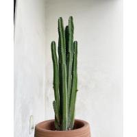 ราคา คอนโดนางฟ้า ปราสาทนางฟ้า ต้นใหญ่‼️ ฟอร์มสวย ไว้ประดับบ้าน‼️ แคคตัส กระบองเพชร (17206903467)