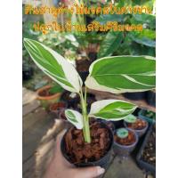 ราคา ต้นสาคูด่างไม้มงคลใบด่างขาว ปลูกในบ้านเสริมศิริมงคล (19006248278)