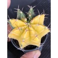 ราคา ยิมโนด่าง Cactusแคคตัส กระบองเพชร (20741904129)