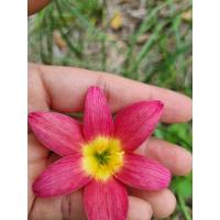 ราคา บัวดินแดงลำดวน 1ชุด4หัว50บาท สีแดงใส้ในสีเหลือง (28454005252)