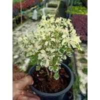 ราคา เล็บครุฑด่างใบผักชี กระถาง 6 นิ้ว (21163544116)