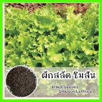 ราคา พร้อมส่ง ❗❗ รหัส 022 เมล็ดพันธุ์แท้ OP ผักสลัด ซิมสัน เมล็ดสีดำ ปลูกง่ายโตไว รสชาติดี - Simpson Lettuce เมล็ดพันธุ์ผัก (3571284542)