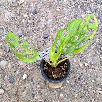 ราคา พลูฉลุด่างอินโด Monstera Adansonii Indonesia ด่างสวย. (ได้ต้นตามภาพ) (17696343725)