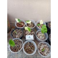 ราคา บอนกระดาษด่างขาว บอนกระดาษ บอนกระดาดด่างขาว (10867499165)