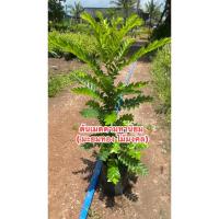 ราคา ต้นเมตตามหานิยม( มะยมทองไม้มงคล) (43801018121)