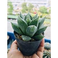 ราคา ฮาโวเทีย (บัวแก้ว) (7767209757)